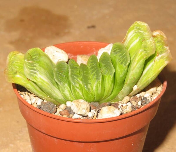 Haworthia truncata cv Lime Green variegata