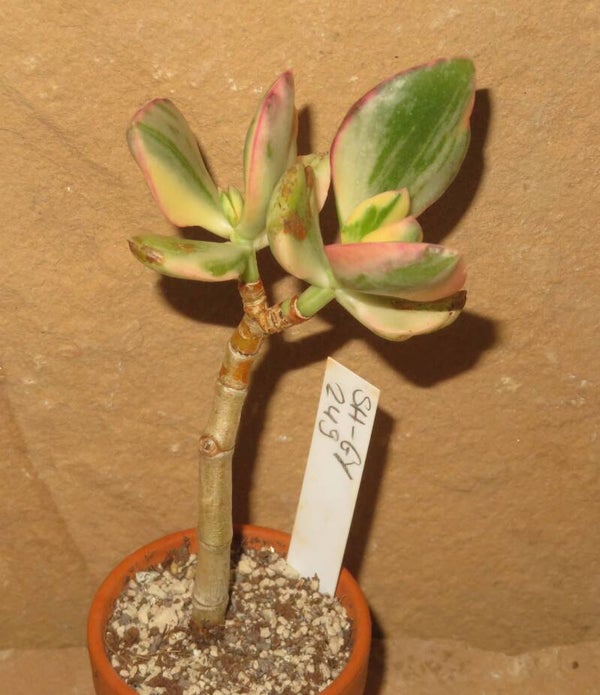 Crassula argentea cv Zebra variegata