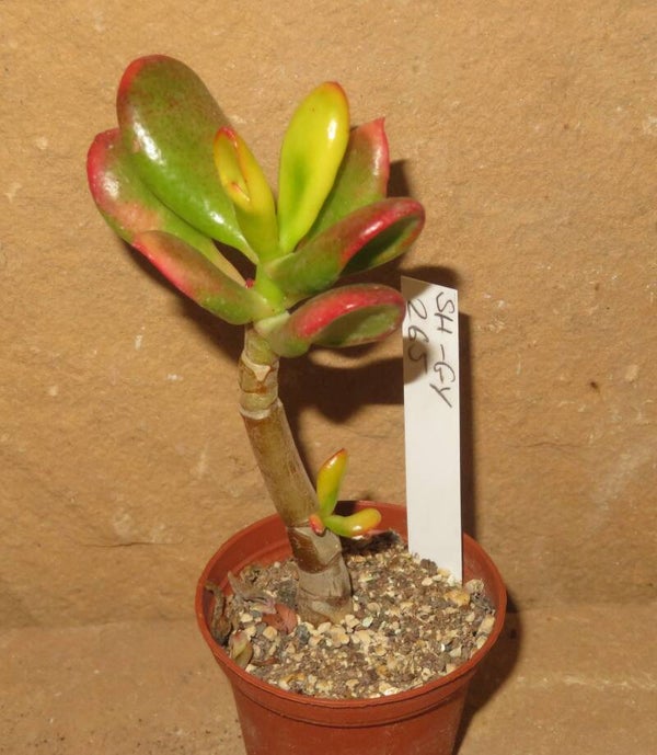 Crassula argentea cv Hobbit variegata