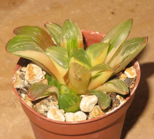 Haworthia heidelbergensis variegata