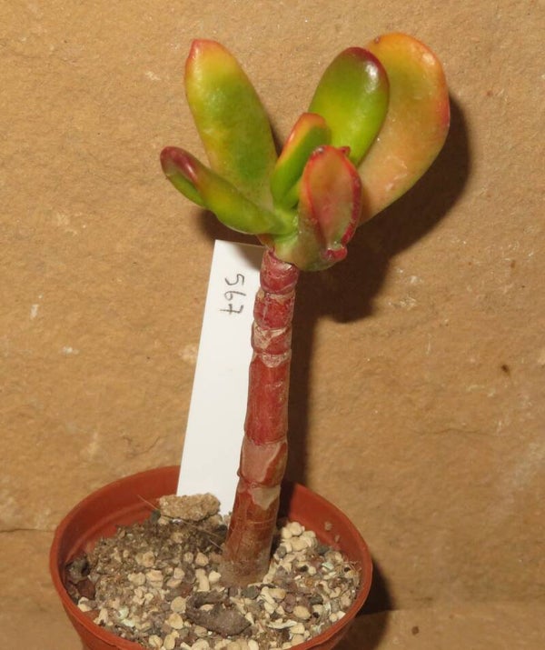 Crassula argentea cv Hobbit variegata
