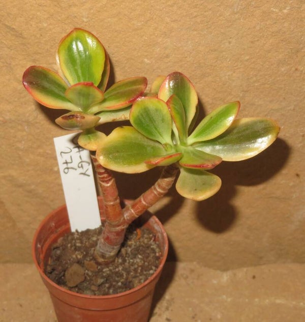 Crassula argentea cv Shinro Ryoko variegata