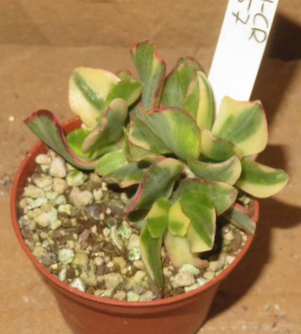 Crassula arborescens undulata variegata