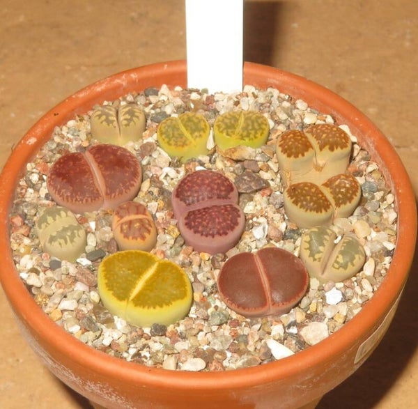 10er Lithops Mix