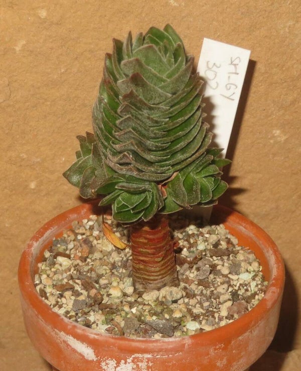 Crassula pyramidalis cv. Buddhas Temple