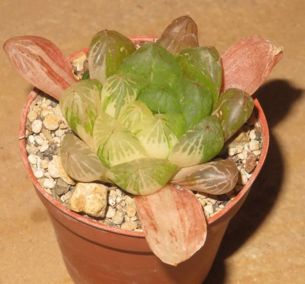 Haworthia obtusa cv Marin variegata