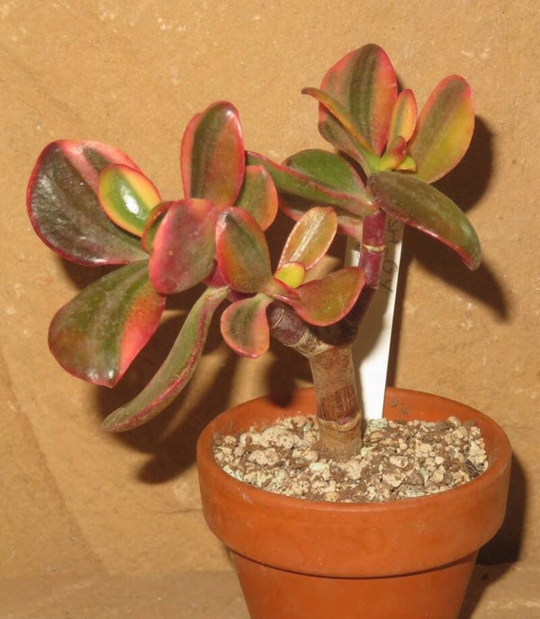 Crassula argentea cv Shinro Ryoko variegata