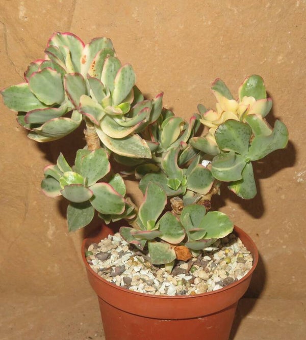 Crassula arborescens undulata variegata