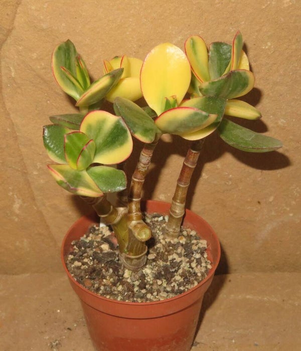 Crassula argentea cv Maruba Kagetsu variegata