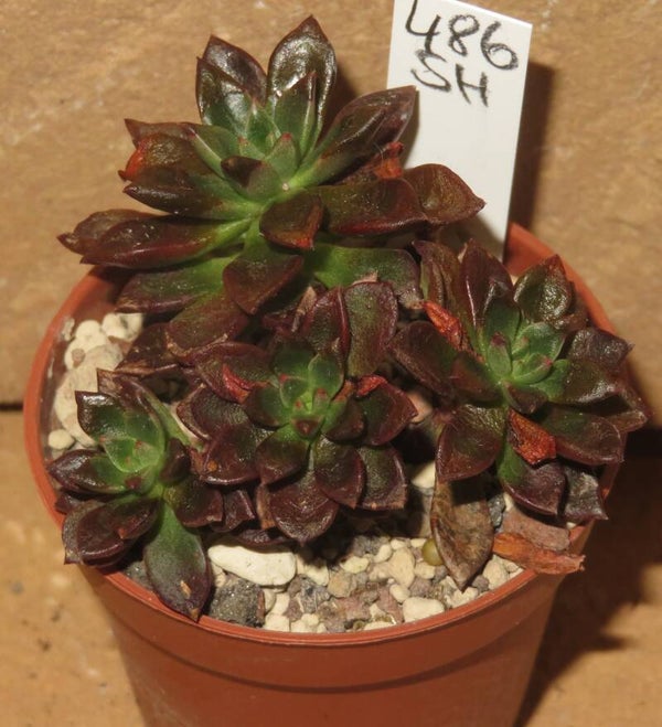 Echeveria cv Telstar