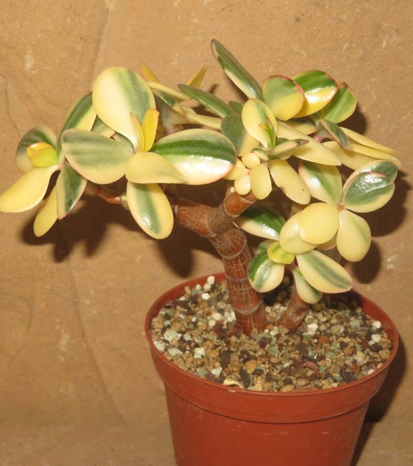 Crassula argentea cv Maruba NISHIKI variegata