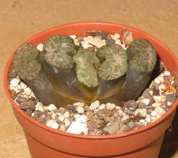 Haworthia truncata cv