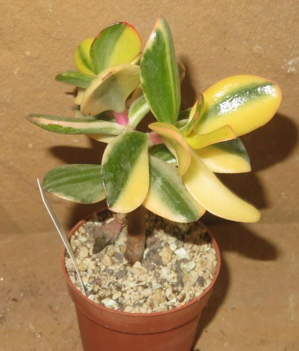 Crassula argentea cv Maruba NISHIKI variegata
