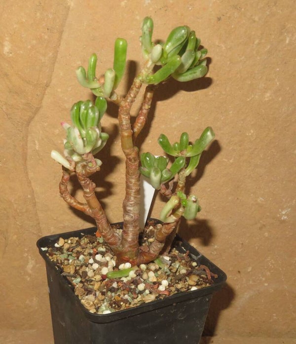 Crassula argentea cv Gollum variegata