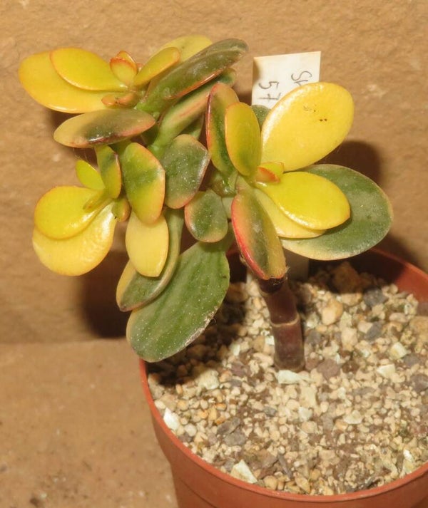 Crassula argentea minor cv Majiko Gorudo variegata