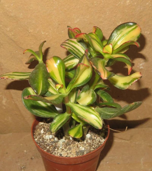 Crassula argentea cv Mikaeri Bijin variegata