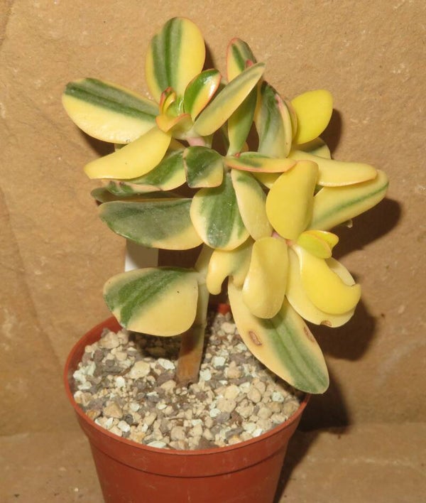 Crassula argentea cv Maruba NISHIKI variegata