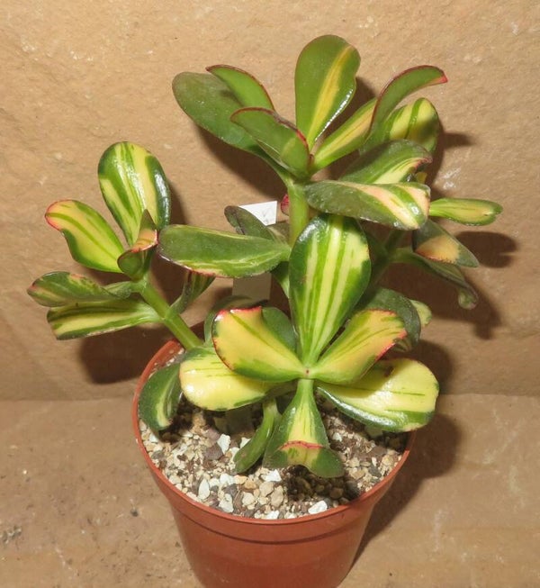 Crassula argentea cv Mikaeri Bijin variegata