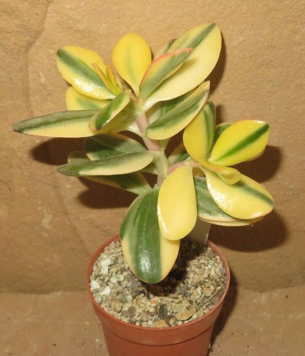 Crassula argentea cv Maruba NISHIKI variegata