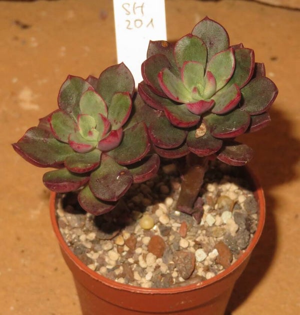 Echeveria alata