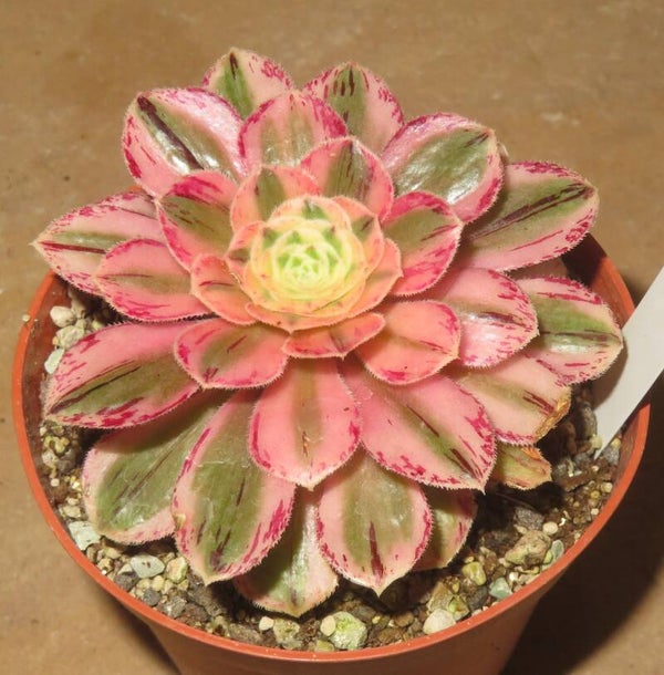 Aeonium arboreum rubrolineatum varirgata