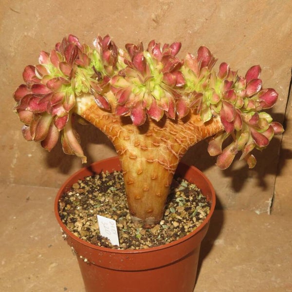Aeonium cv ShaoHua cristata variegata