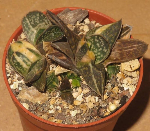 Gasteria gracilis variegata