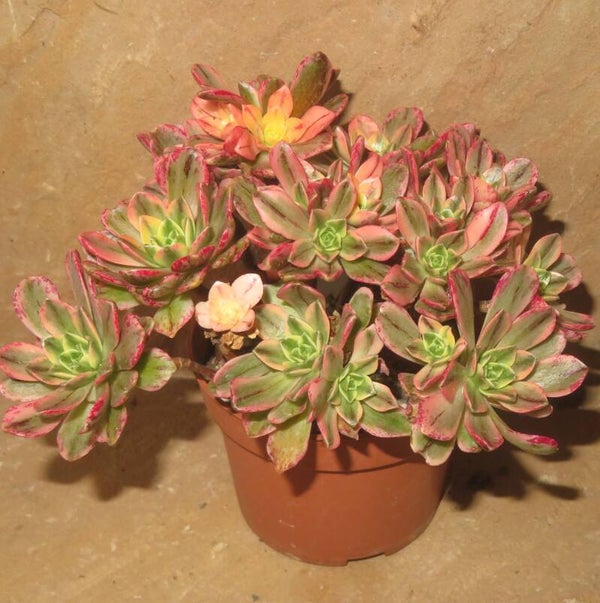Aeonium cv Bronze Medal variegata Große Pflanze