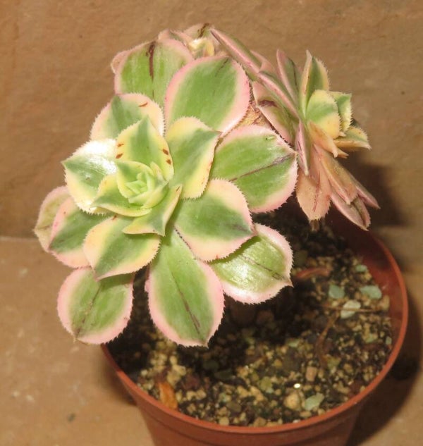 Aeonium decorum cv Tricolor variegata