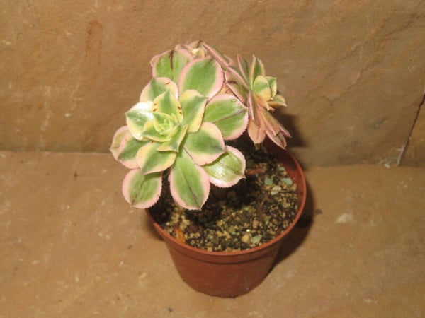 Aeonium decorum cv Tricolor variegata