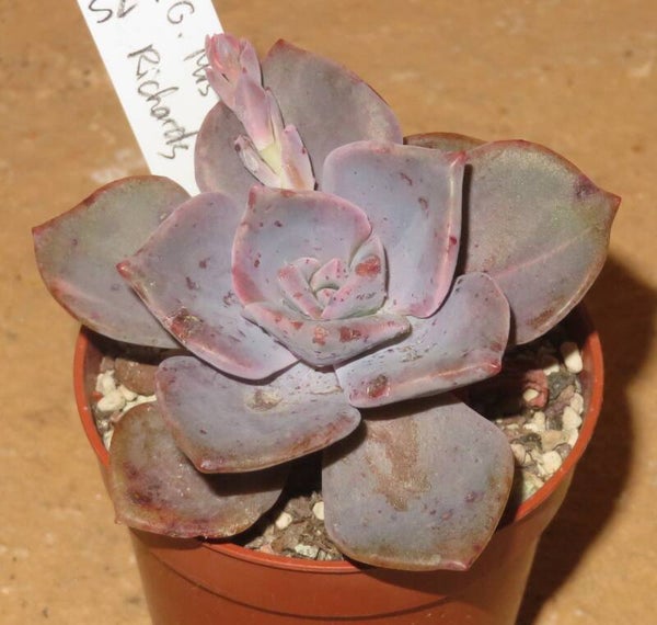 Graptoveria cv Mrs Richards