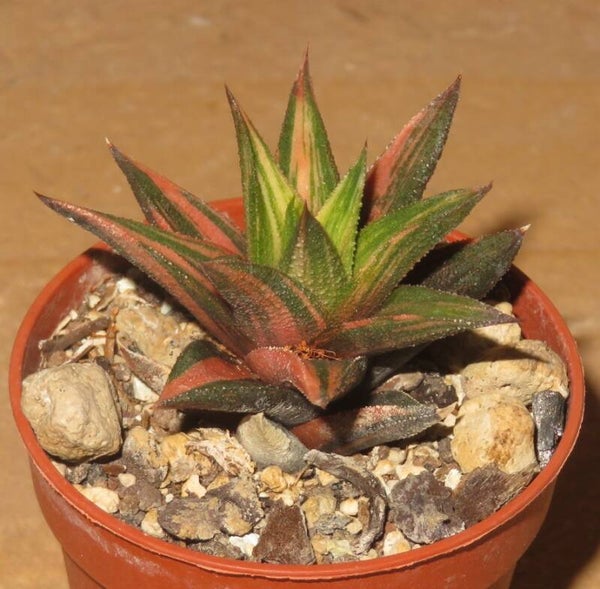 Haworthia glabrata variegata