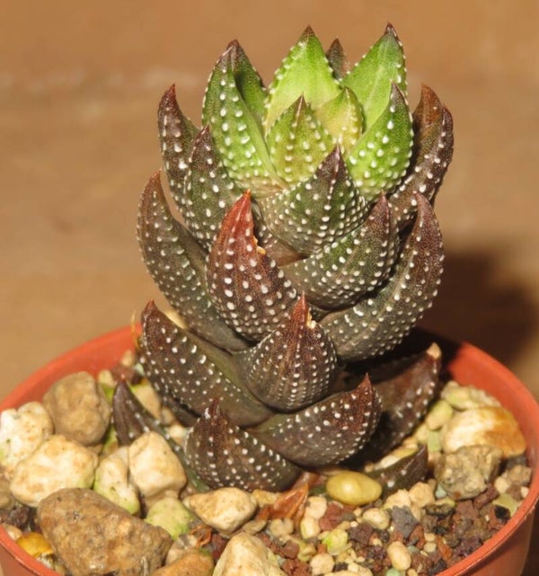 Haworthia reinwardtii var. chalwinii WHITE variegata