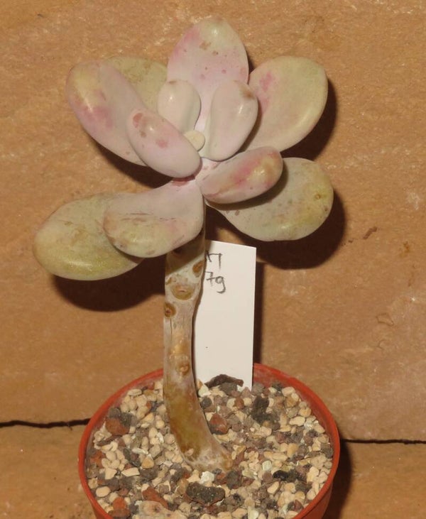 Graptopetalum amethystinum