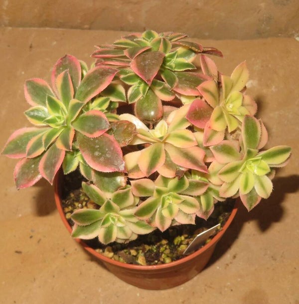 Aeonium leucoblepharum variegata