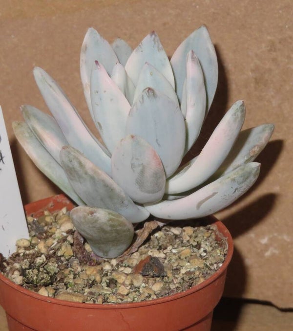 Pachyveria cv. Powder Puff variegata