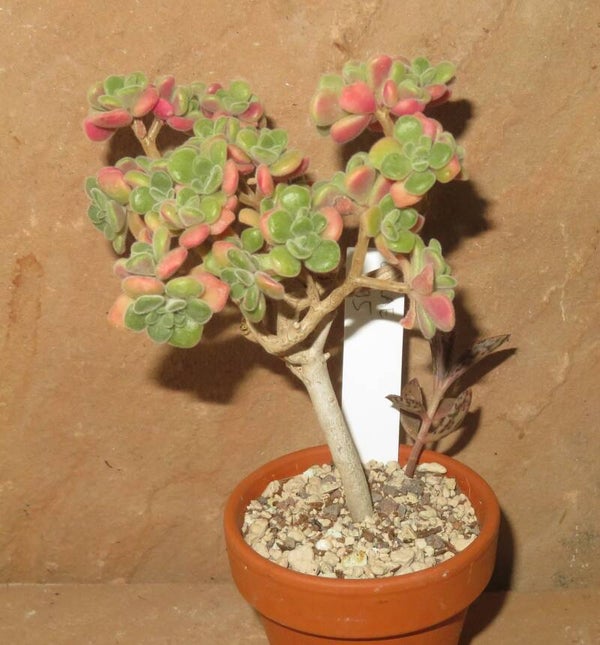 Aeonium lindleyi