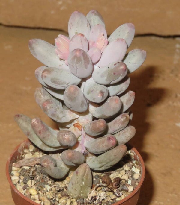 Pachyphytum machucae Baby Finger