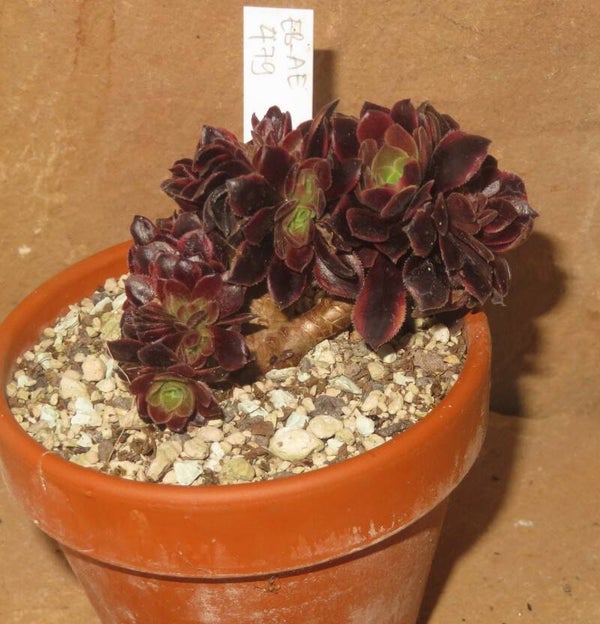 Aeonium cv SuperBang cristata variegata