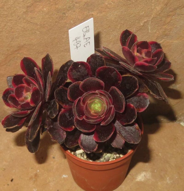 Aeonium cv SuperBang variegata