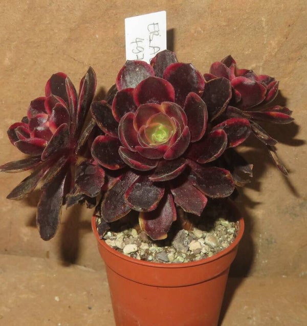Aeonium cv SuperBang variegata