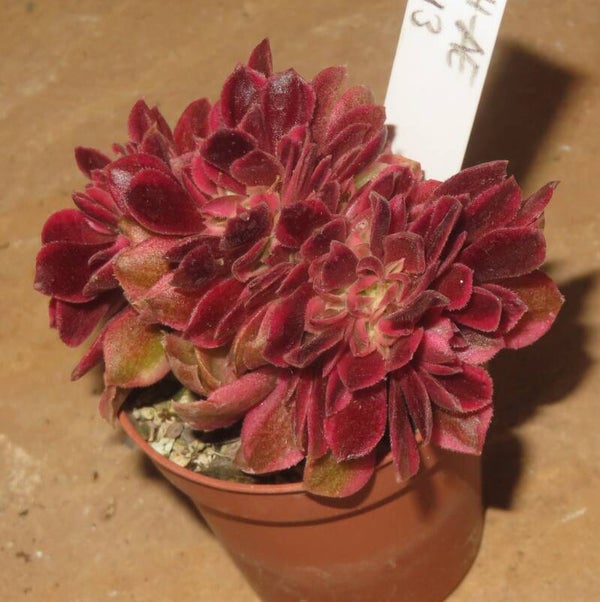 Aeonium cv Pink Witch cristata variegata