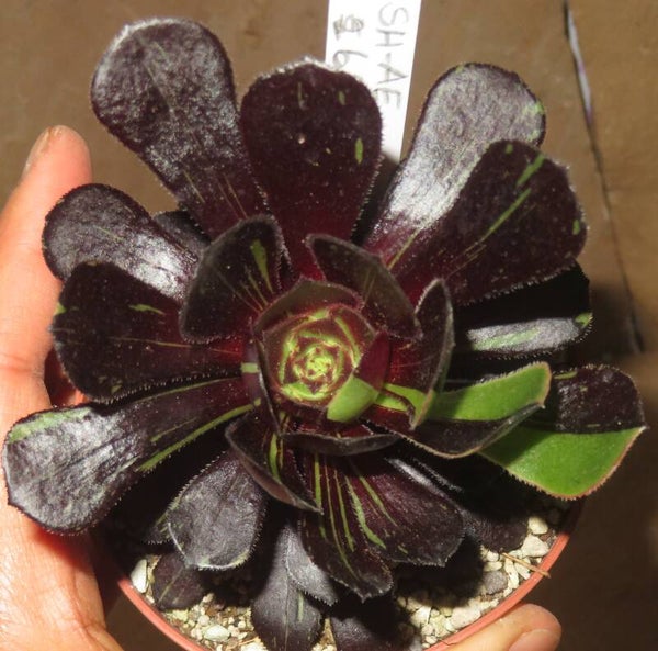 Aeonium arboreum cv Big Bang
