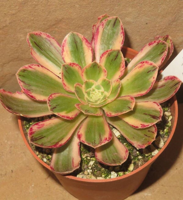 Aeonium arboreum rubrolineatum variegata