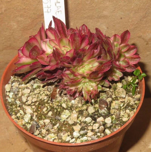 Aeonium cv Magic Candle cristata variegata
