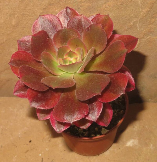 Aeonium cv Hallowen variegata