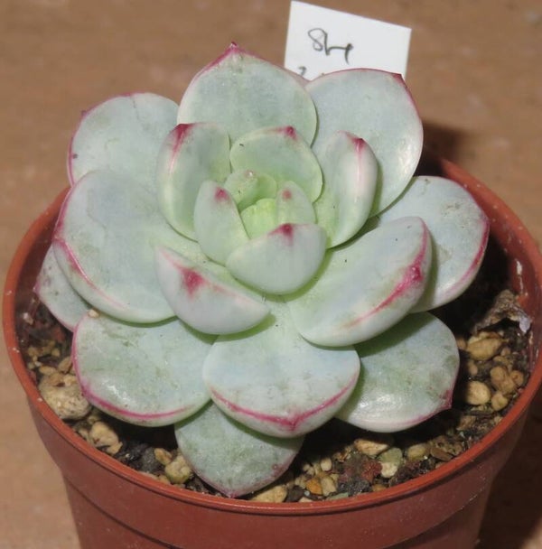 Sedeveria cv Pudgy variegata