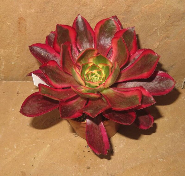 Aeonium cv Phantom variegata