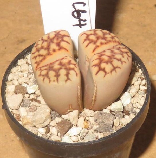 Lithops julii ssp. julii C64