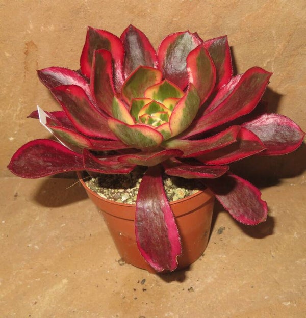Aeonium cv Phantom variegata